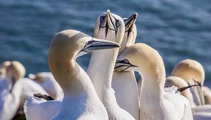 最新可用藍奏云解析接口有哪些？——舊人阡陌1290分享